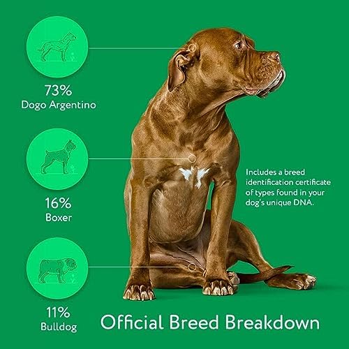 2025 Dna My Dog Essential Test – Breed ID Test Mixed Breed Identification  Personality Traits  for Puppies to Adult Dogs  Non-Invasive Cheek Swab