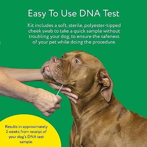 2025 Dna My Dog Essential Test – Breed ID Test Mixed Breed Identification  Personality Traits  for Puppies to Adult Dogs  Non-Invasive Cheek Swab